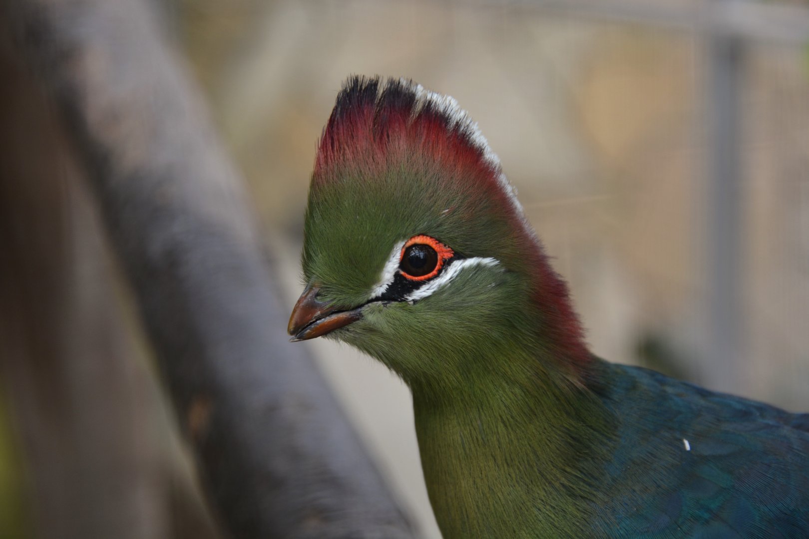 Fischer's turaco (Tauraco fischeri)