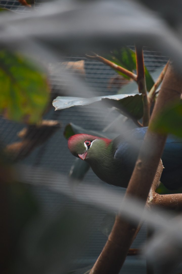 Fischer’s turaco, Tauraco fischeri