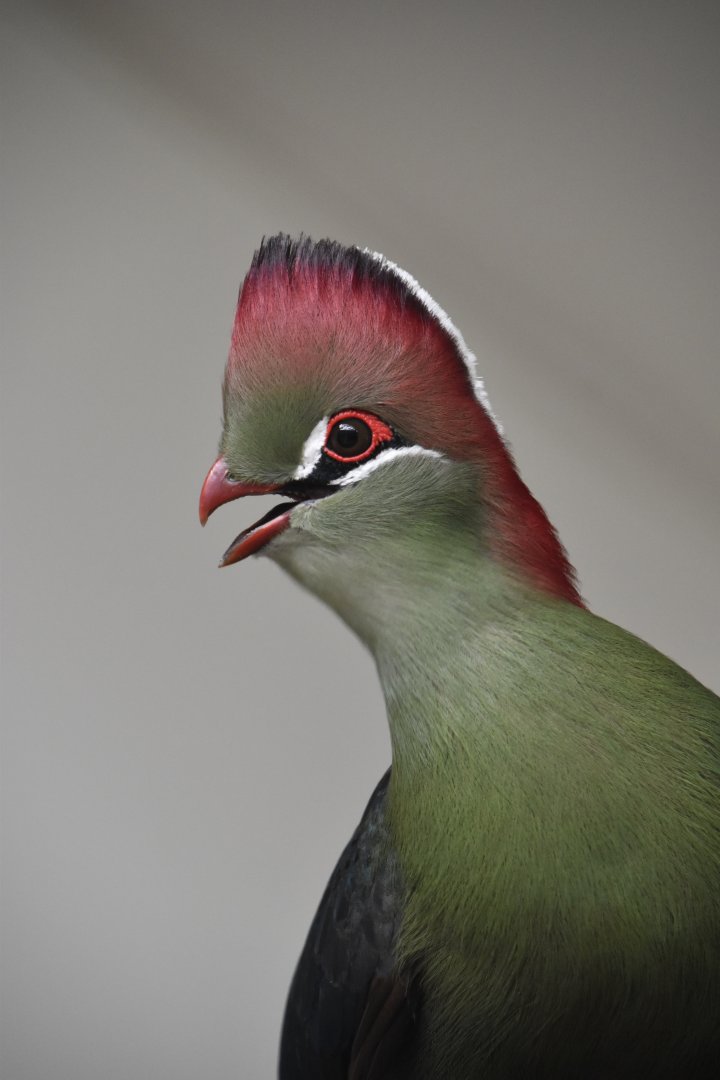 Fischer's turaco, Tauraco fischeri