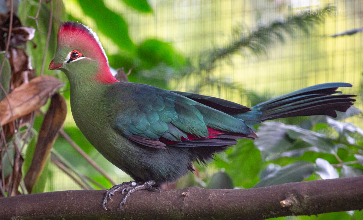 Fischer's turaco : Waddesdon : 04 Oct 2019