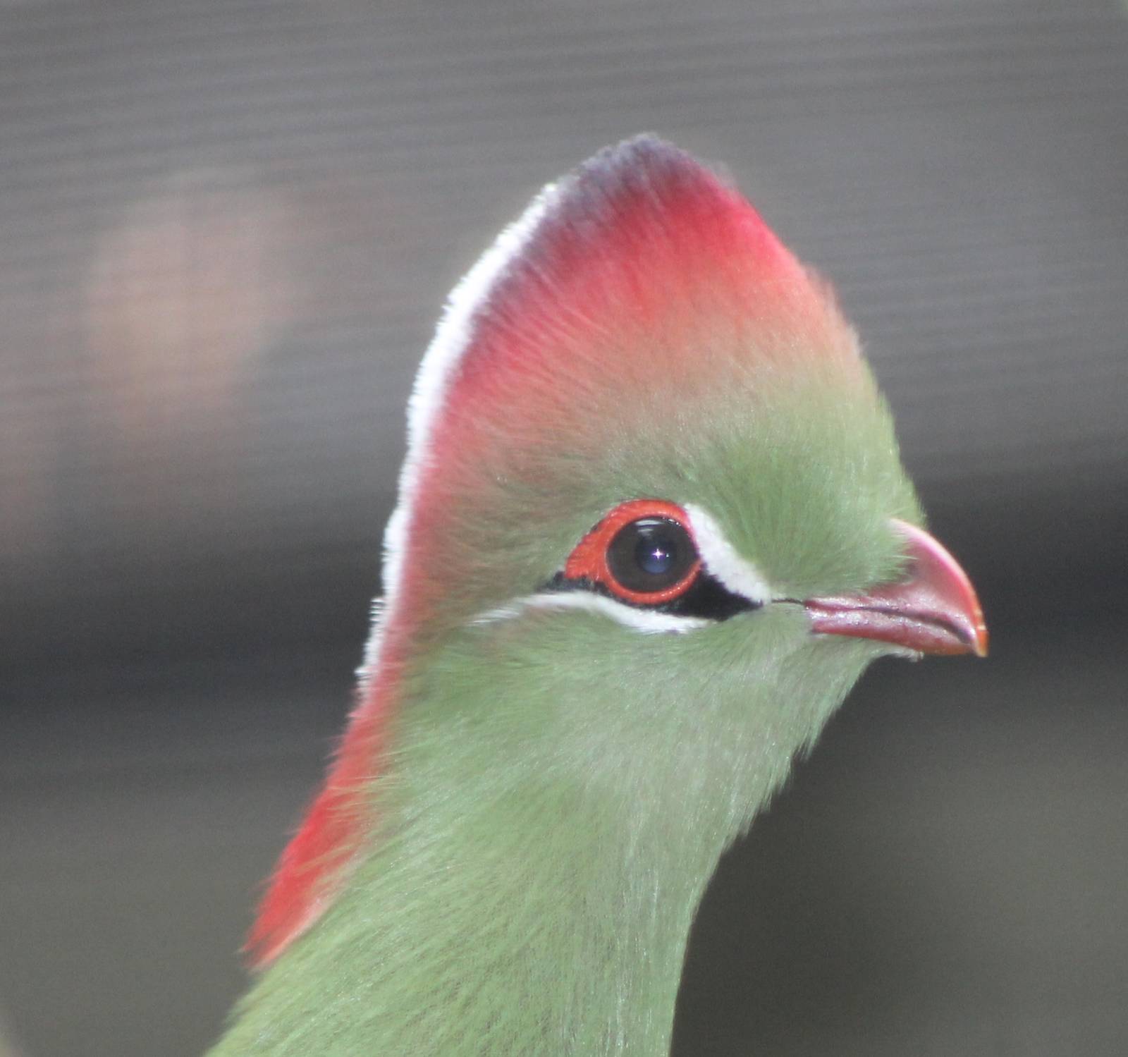 Fischer's turaco