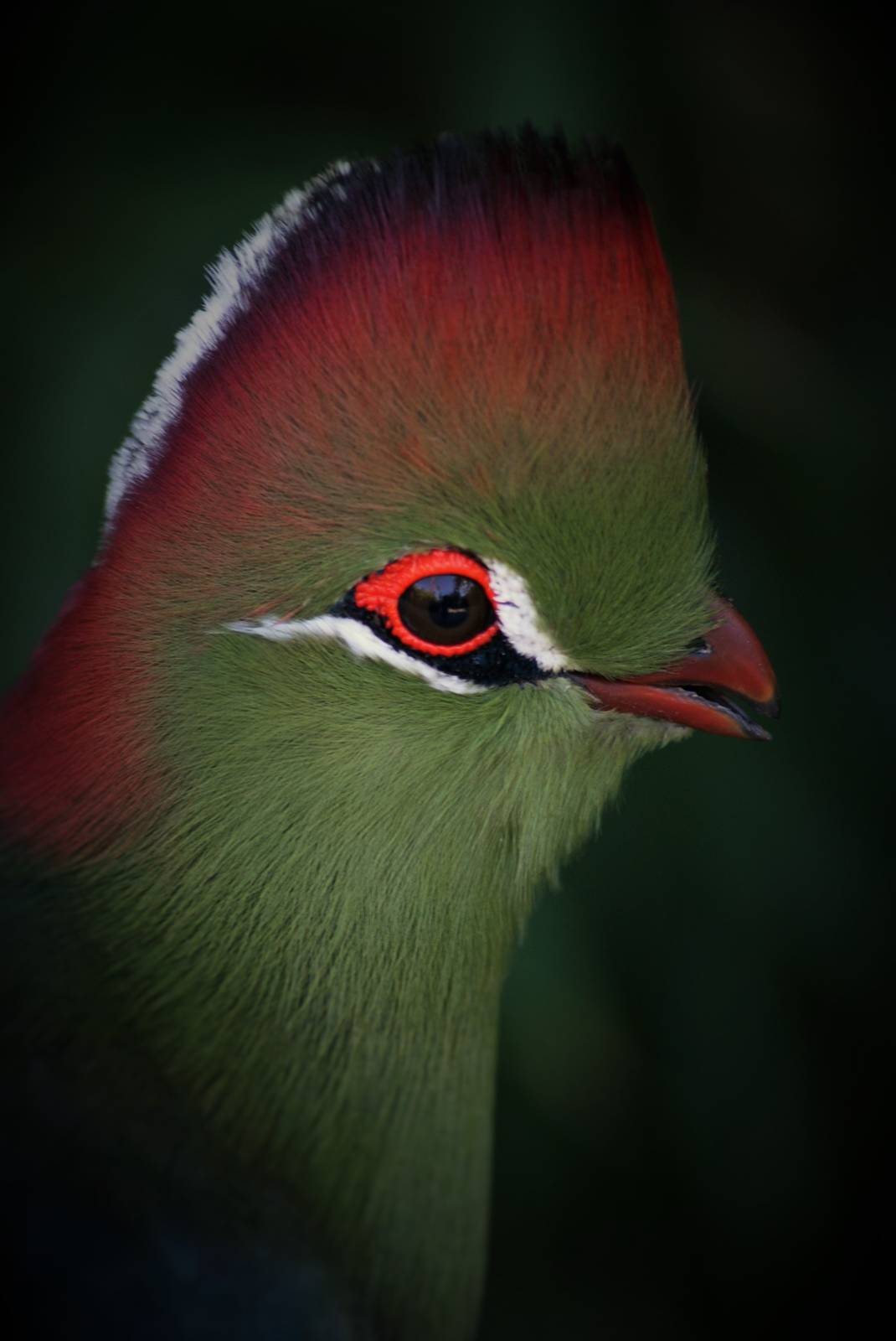 Fischer's turaco