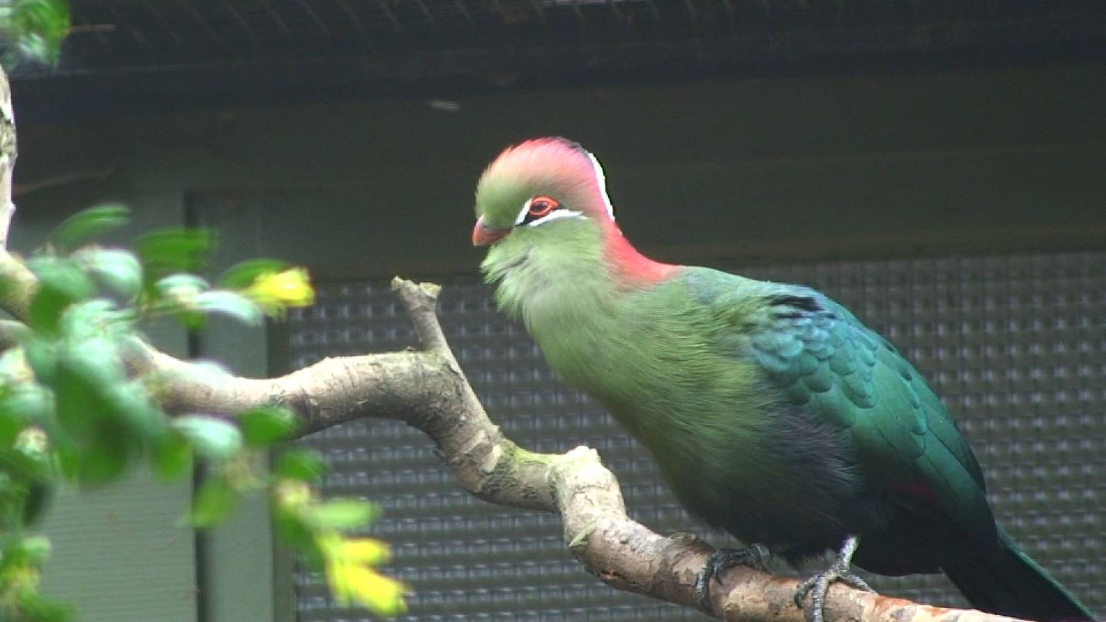 Fischer's turaco