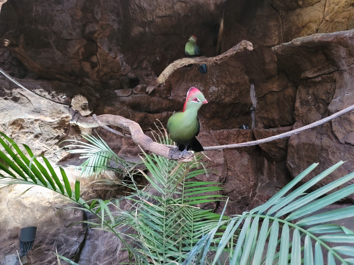 Fischer's Turaco
