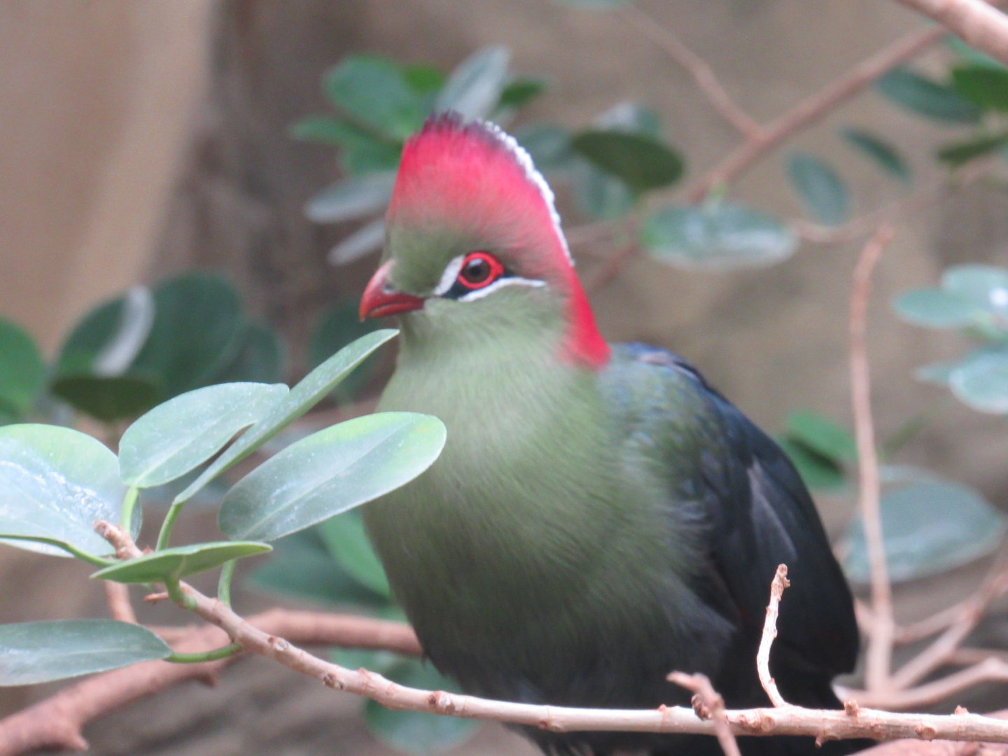 Fischer’s Turaco