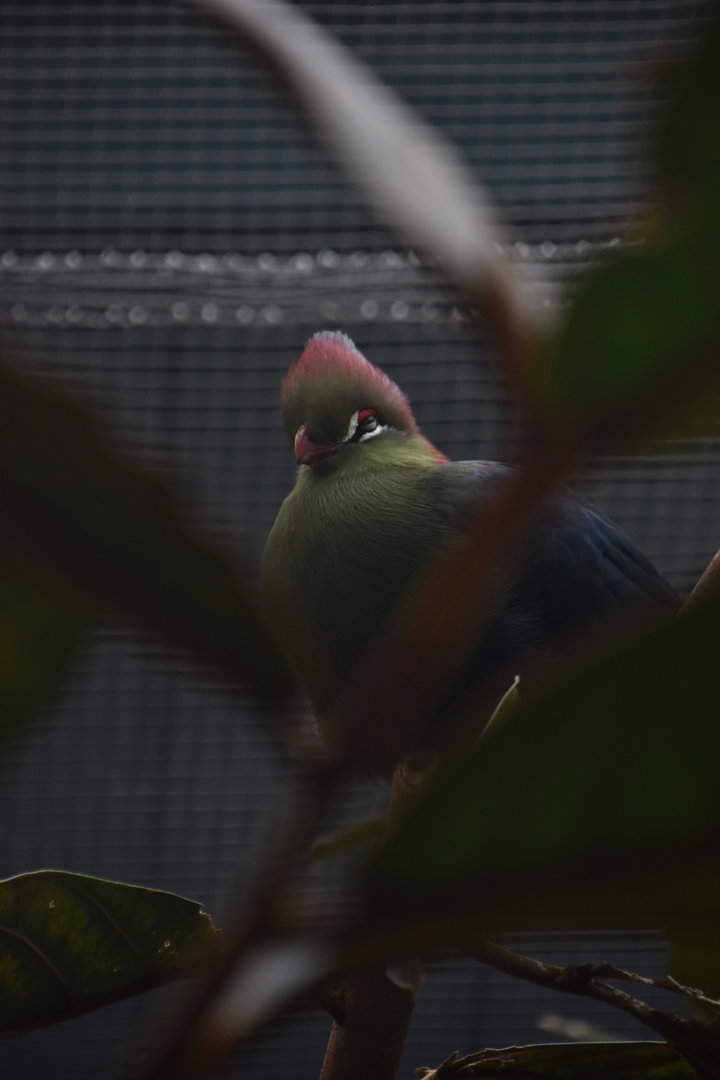 Fischer's turaco