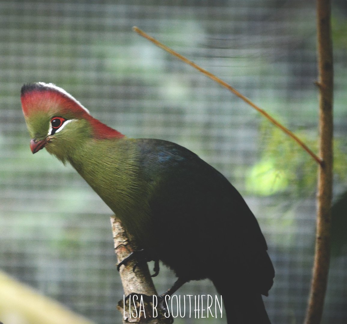 Fischer's Turaco