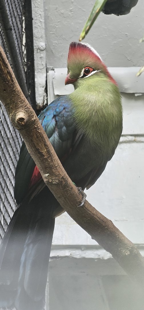 Fischer's turaco