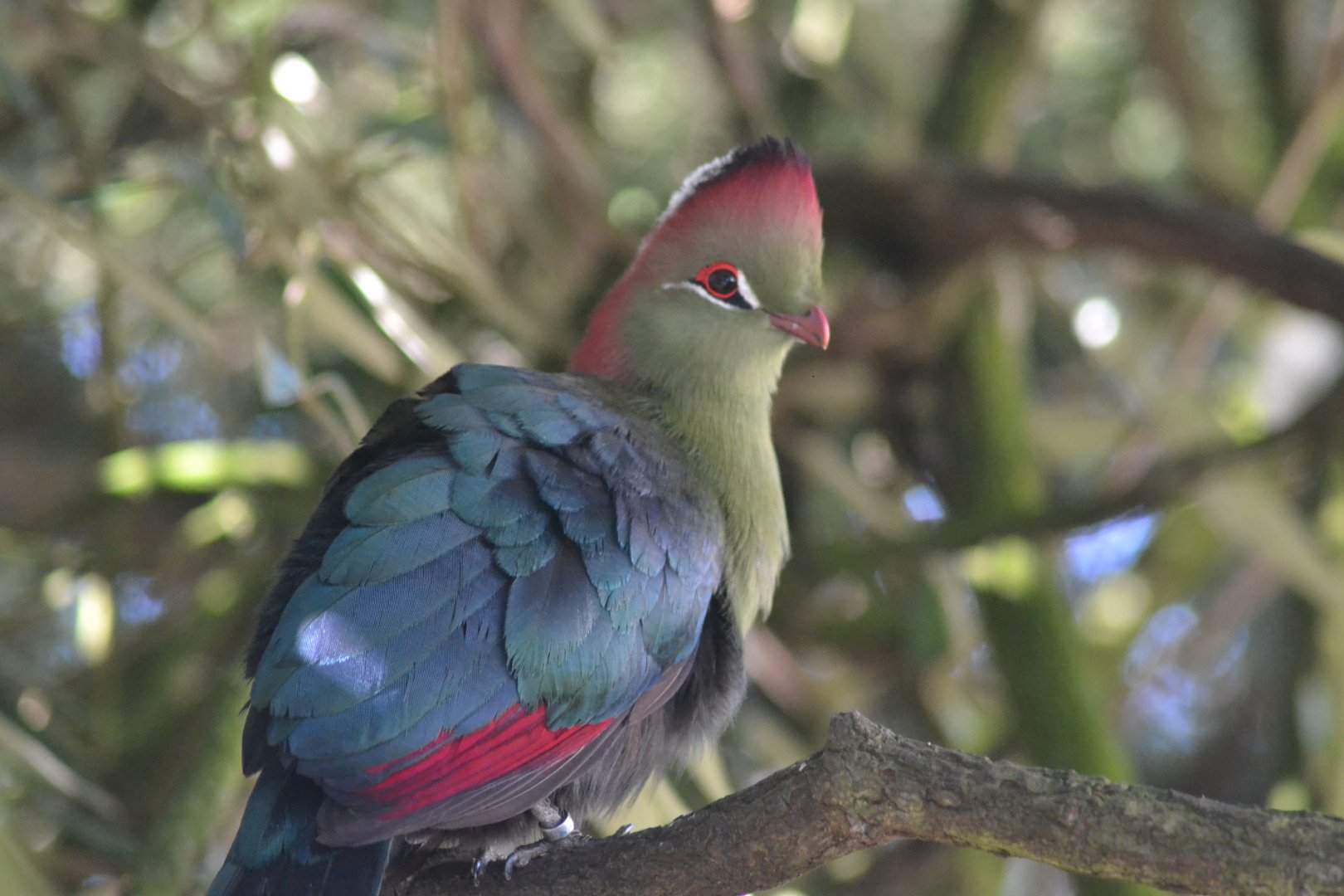 Fischer's turaco
