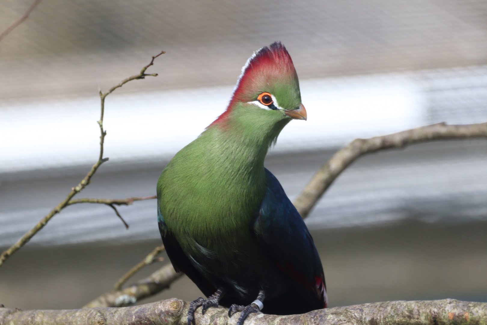 Fischer's Turaco