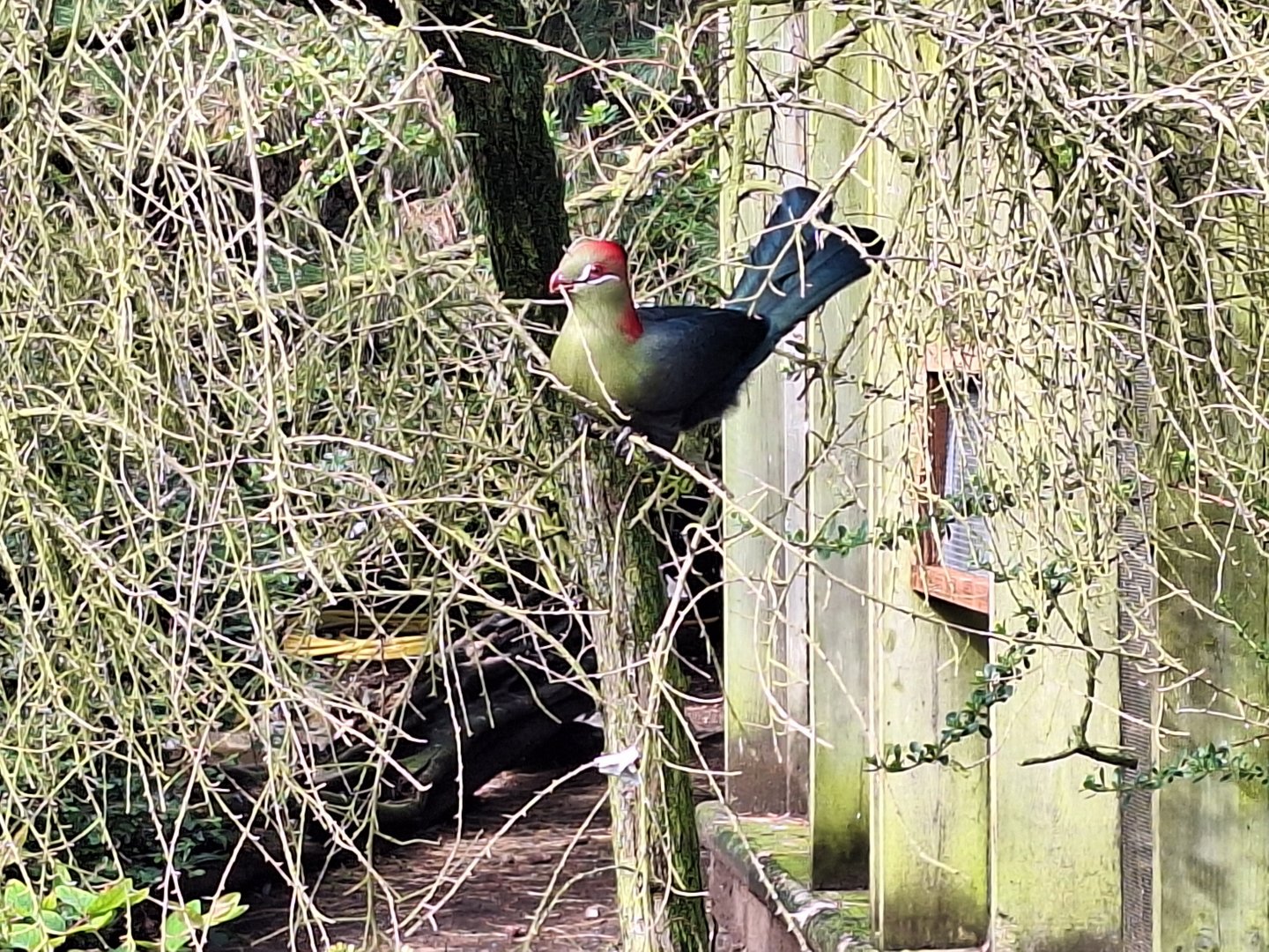 Fischer's Turaco