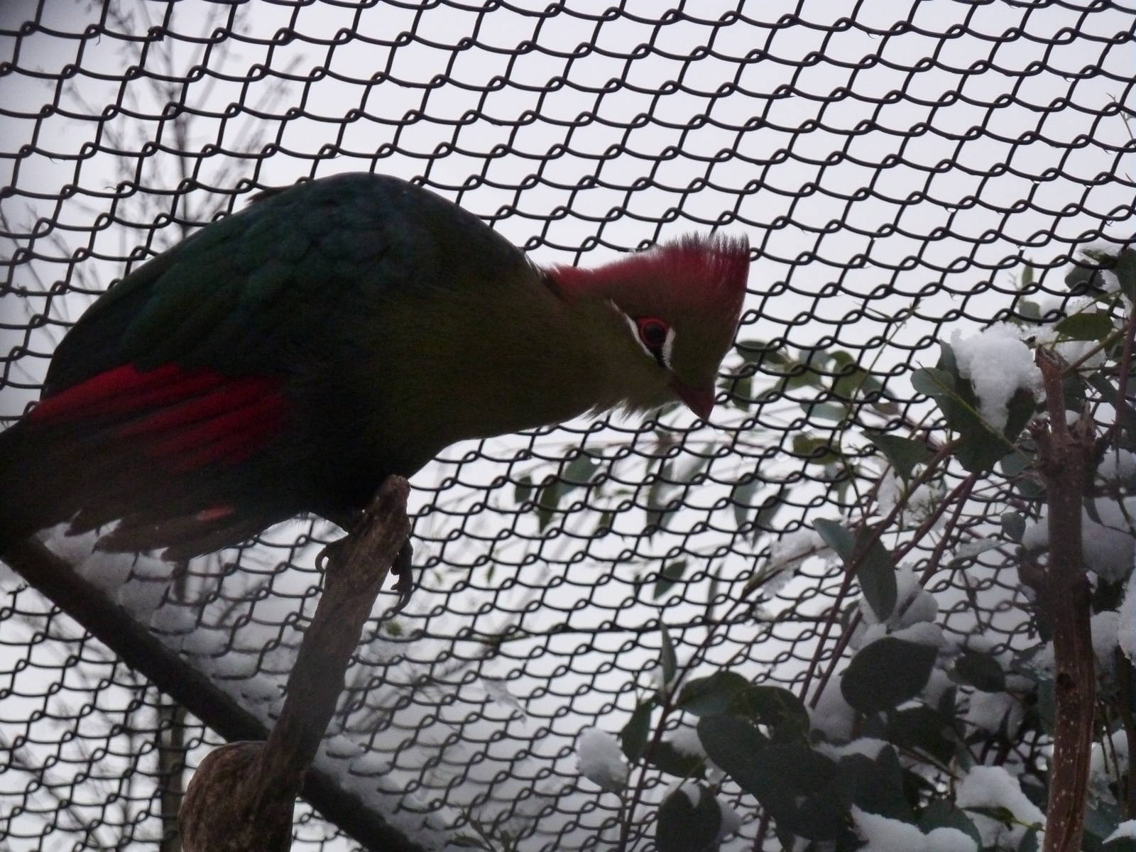 Fischer's turaco