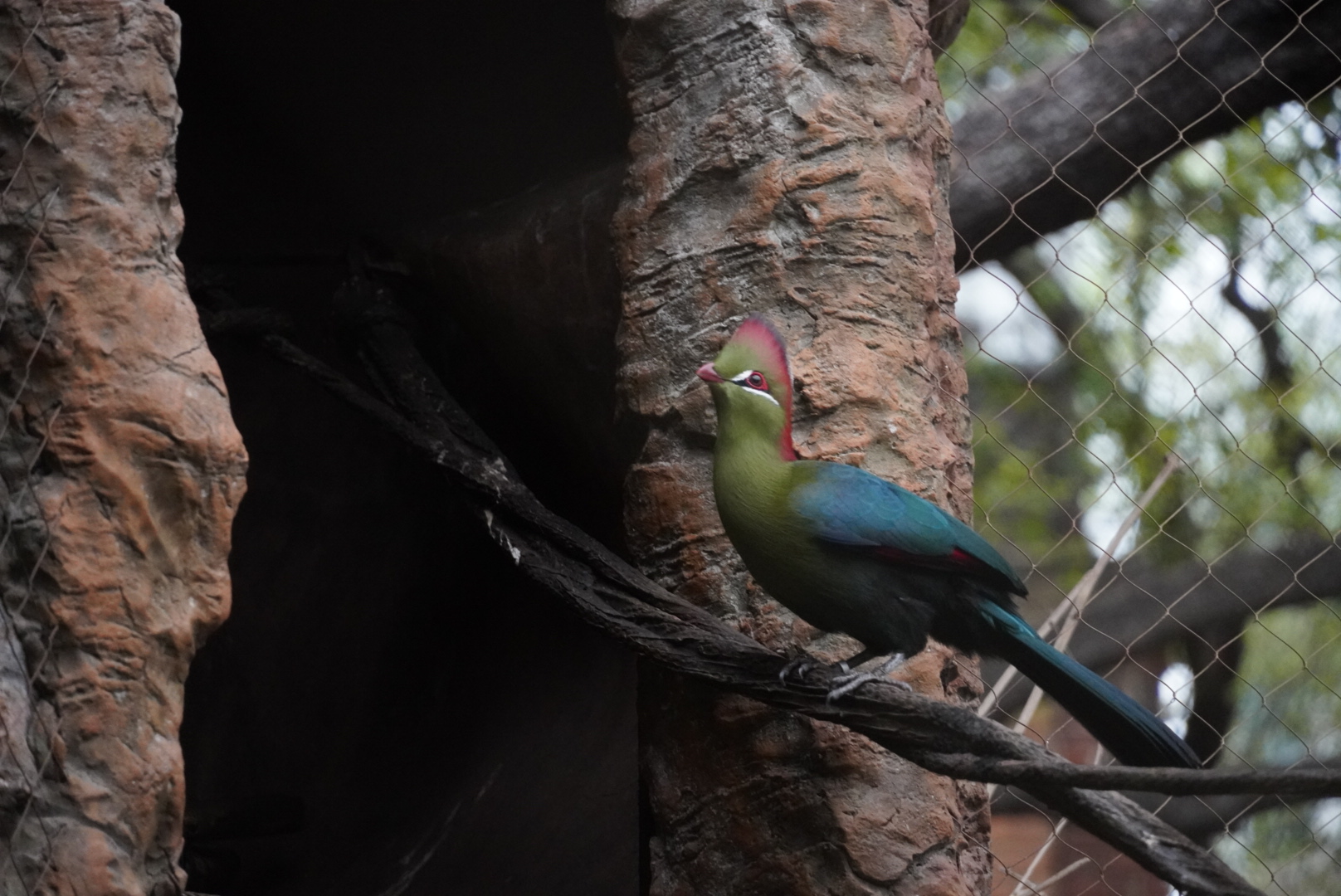 Fischer’s Turaco