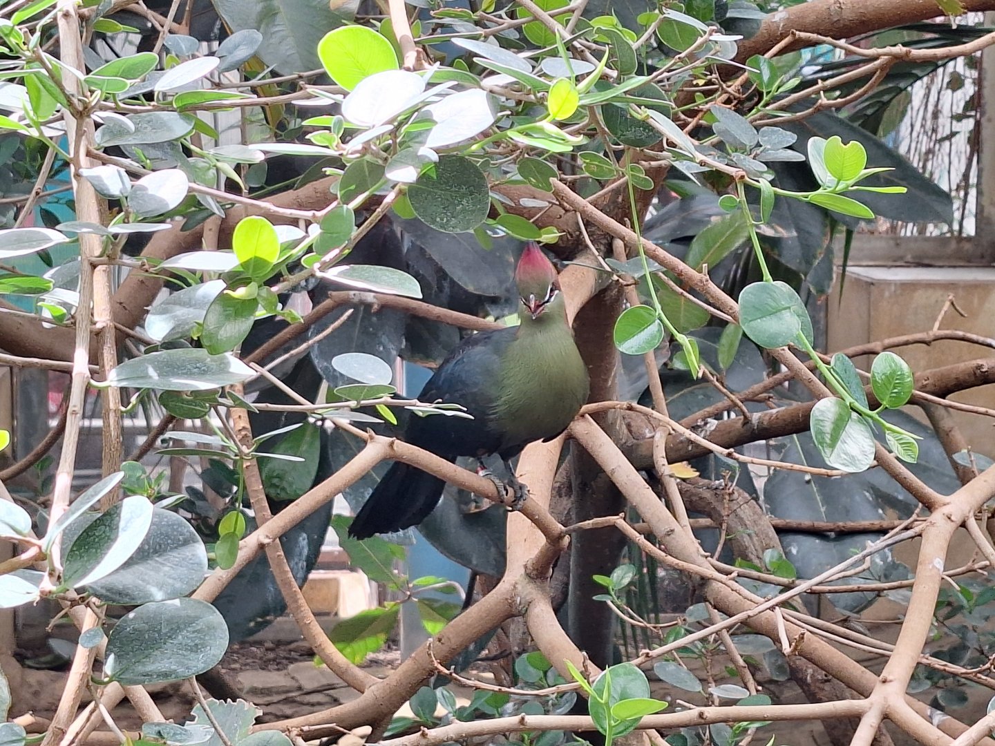 Fischer's Turaco