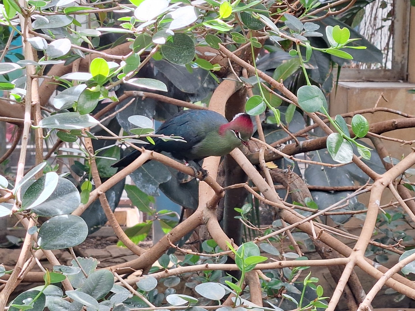 Fischer's Turaco