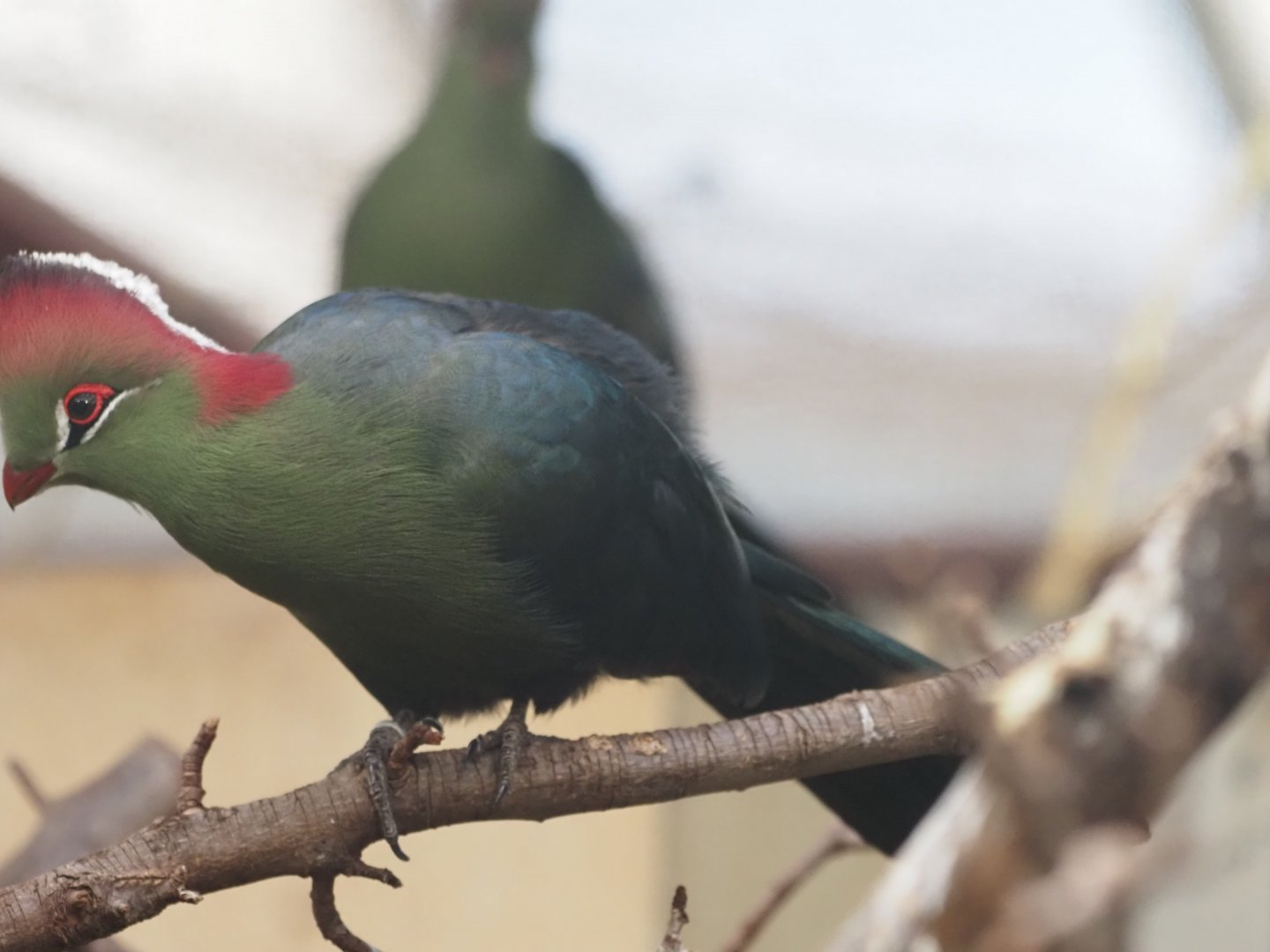 Fischer's Turaco