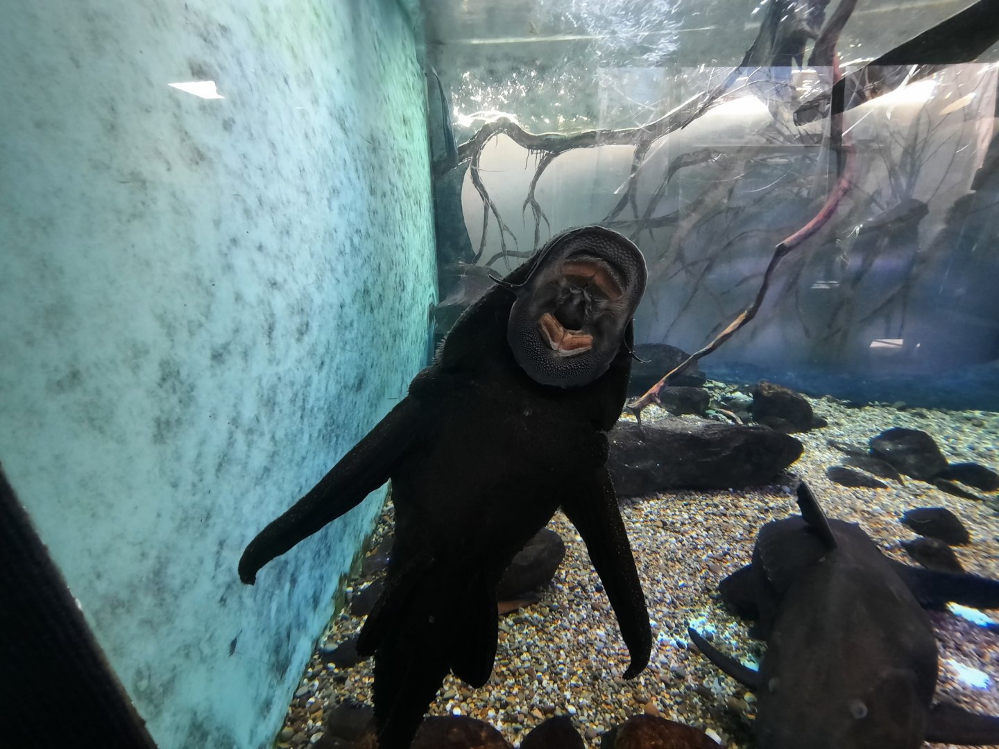 Fish Against the Glass