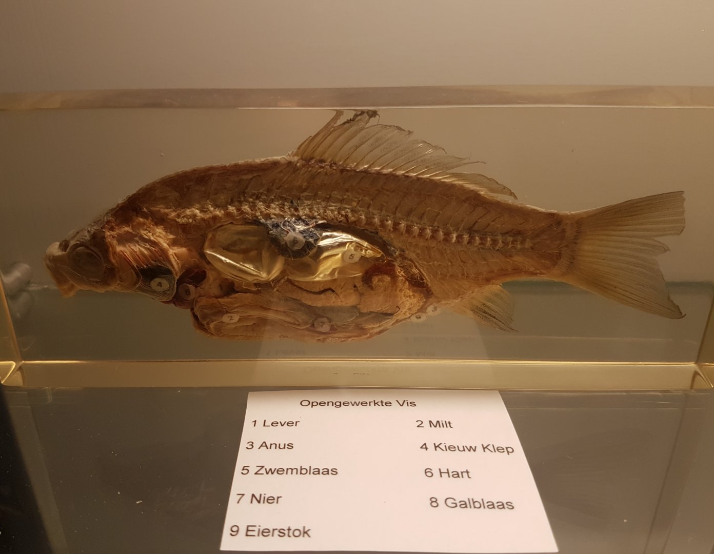 Fish-anatomy - in Dutch