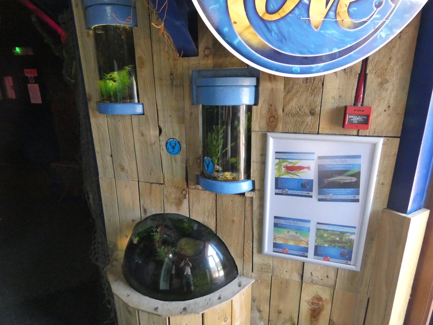 Fish and Frog exhibits