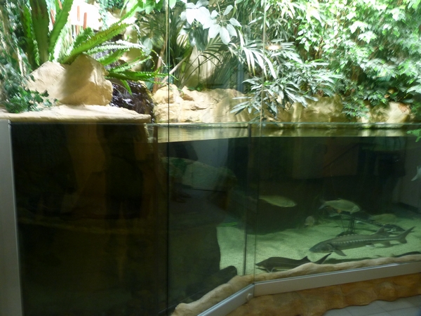 Fish and giant salamander enclosure