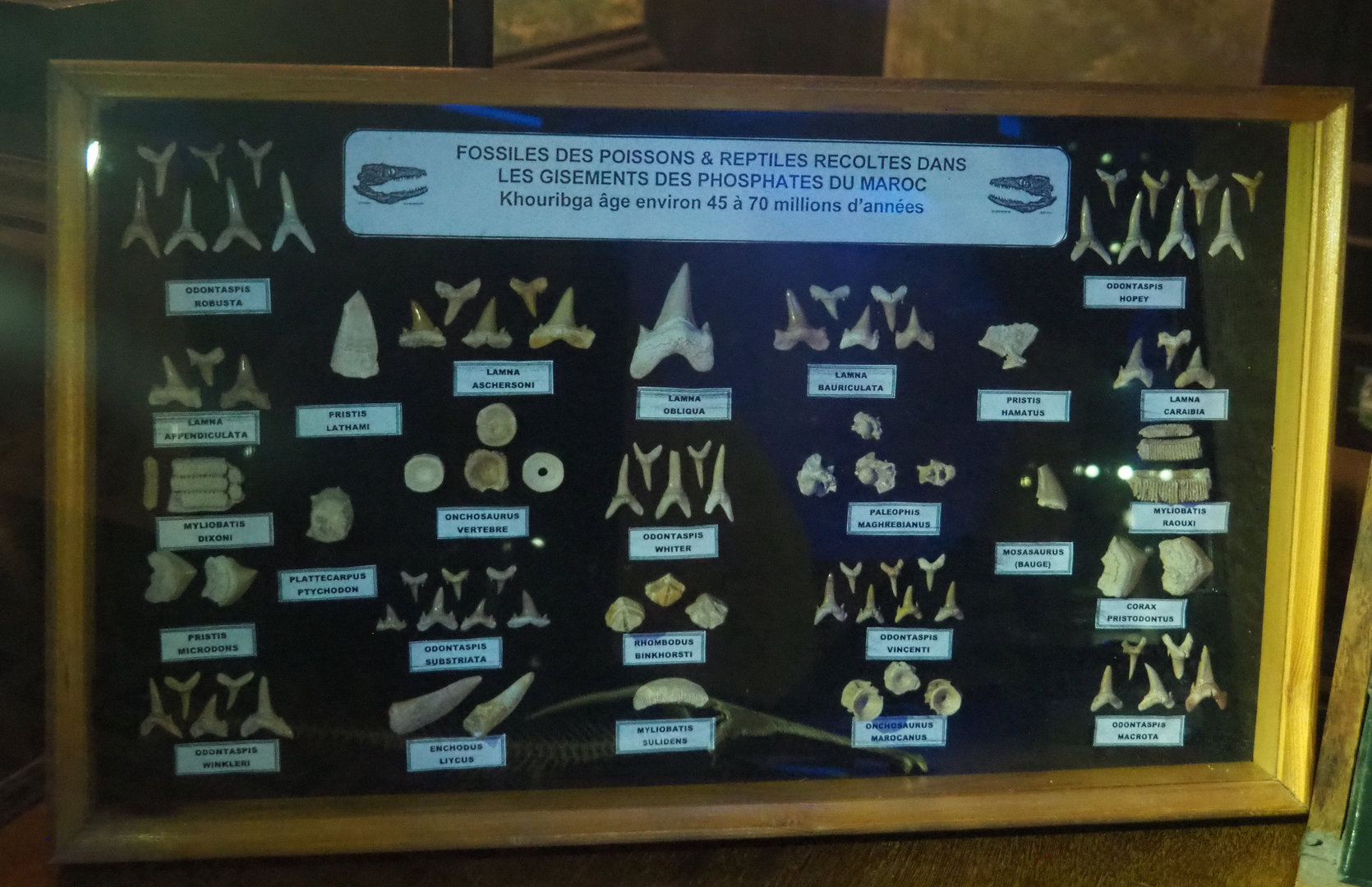 Fish and reptile fossils from Moroccan phosphate deposits, 2022-09-14