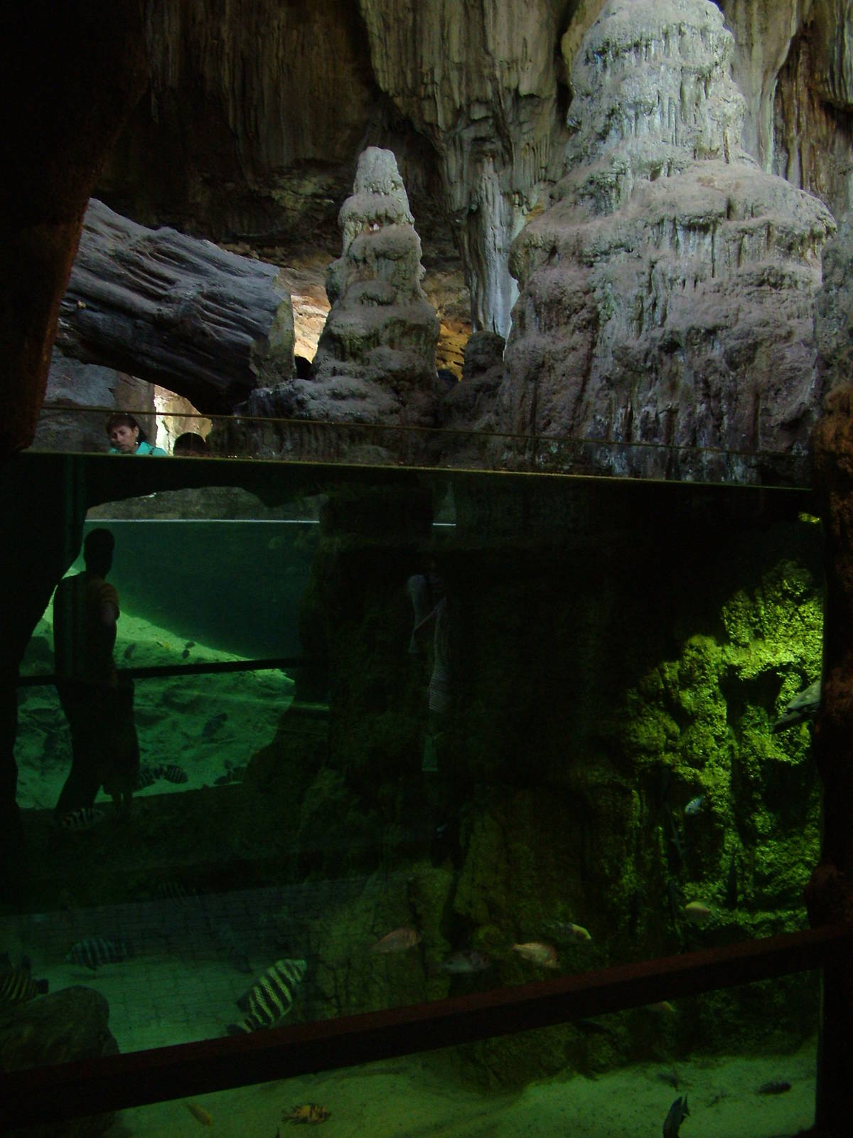 Fish and Turtle Exhibit at Bioparc Valencia, 28/05/11