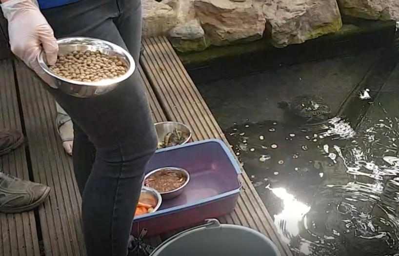 Fish-and turtle food
