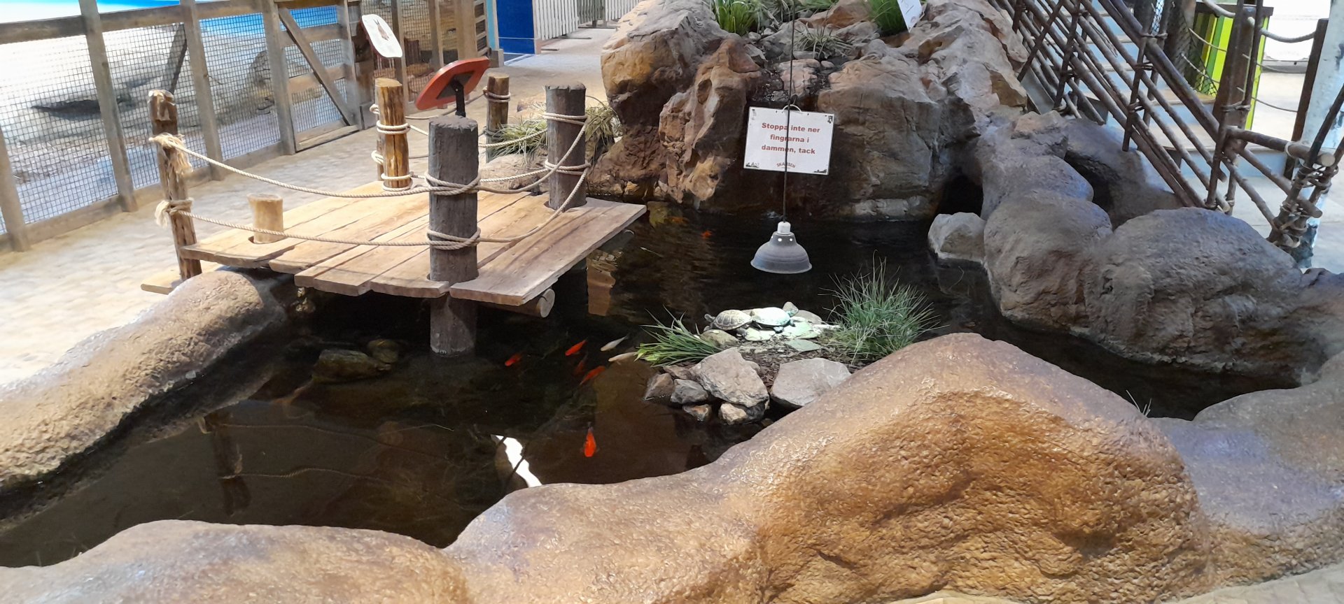 Fish and turtle pond.