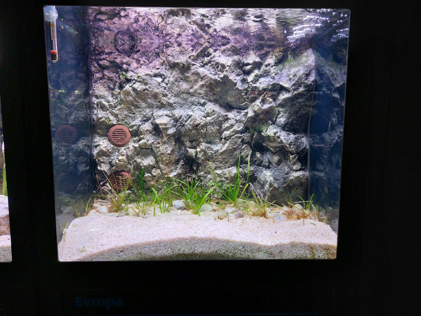 Fish Ark - Desert Oasis