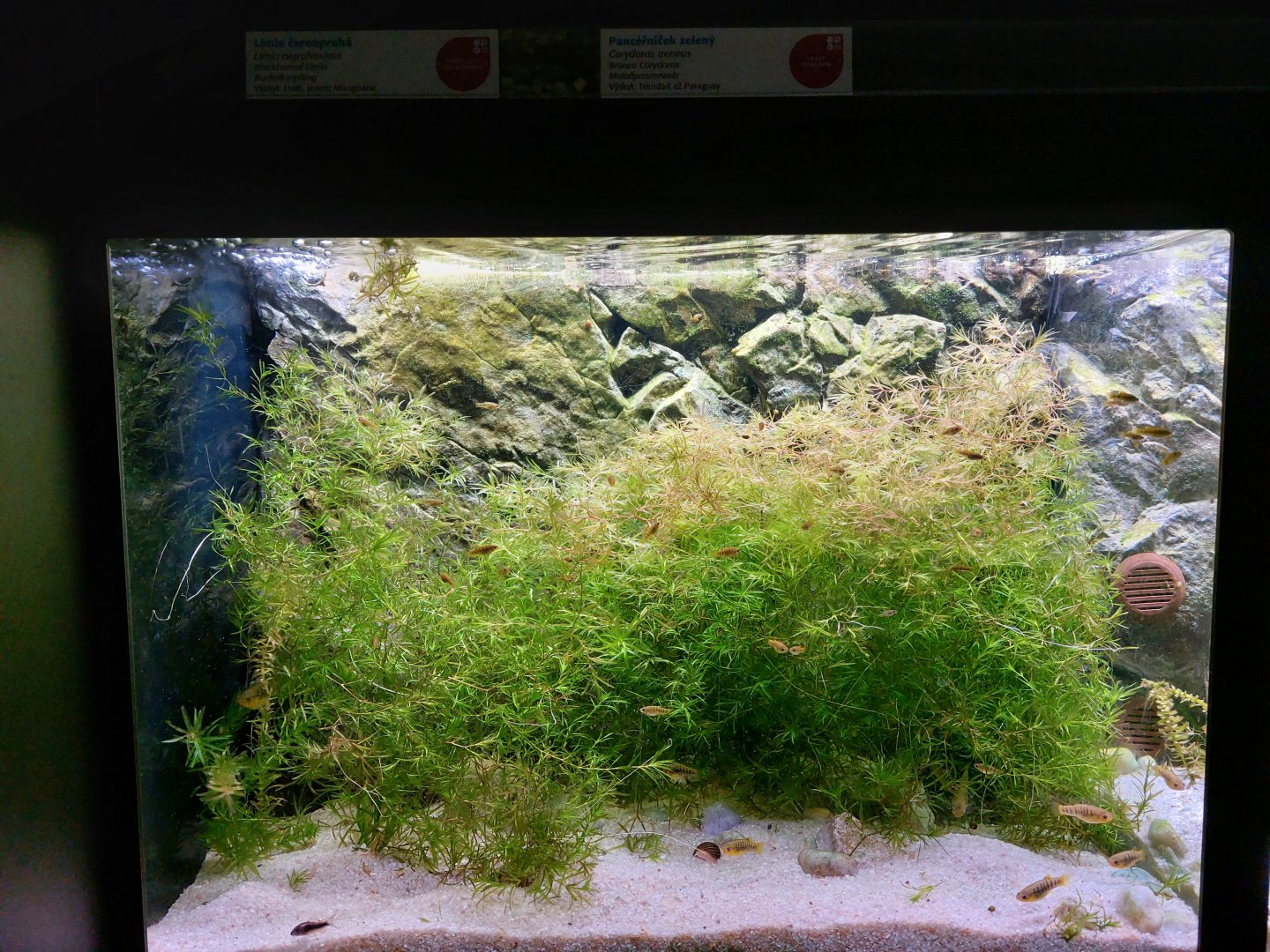 Fish Ark - Lake Miragoâne