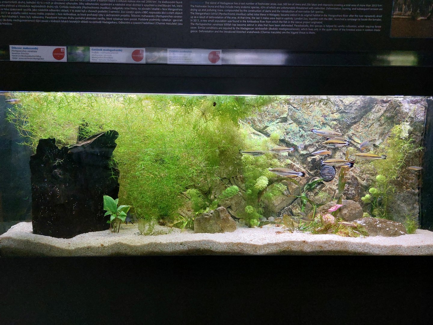 Fish Ark - Madagascar