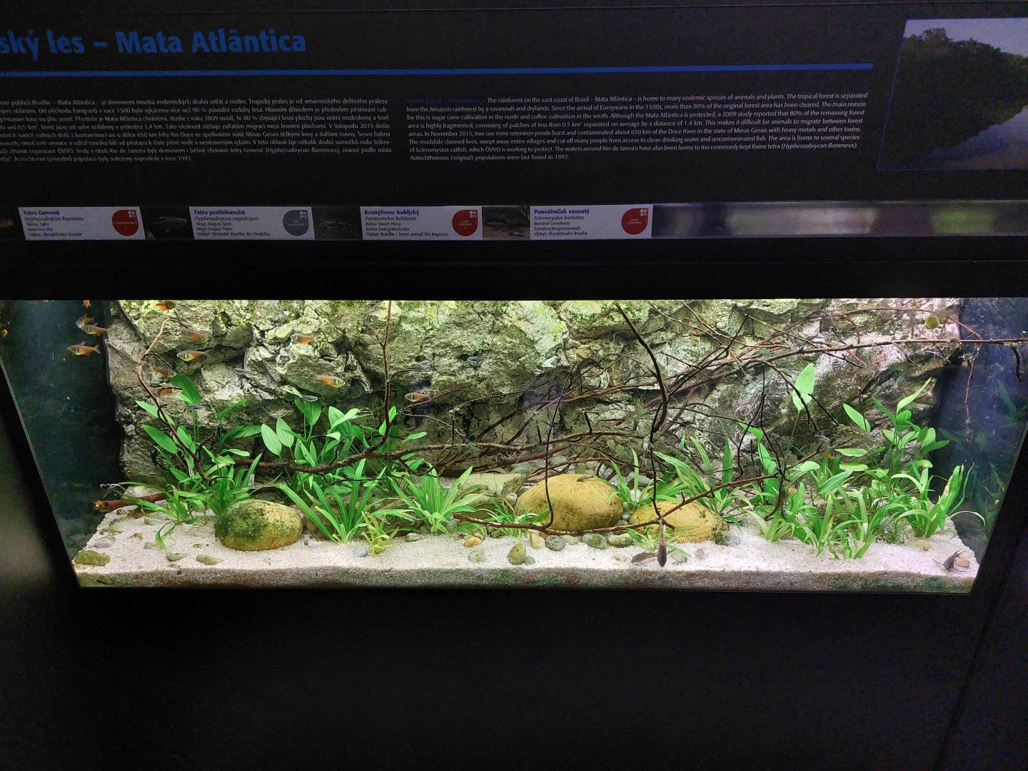 Fish Ark - Mata Atlântica