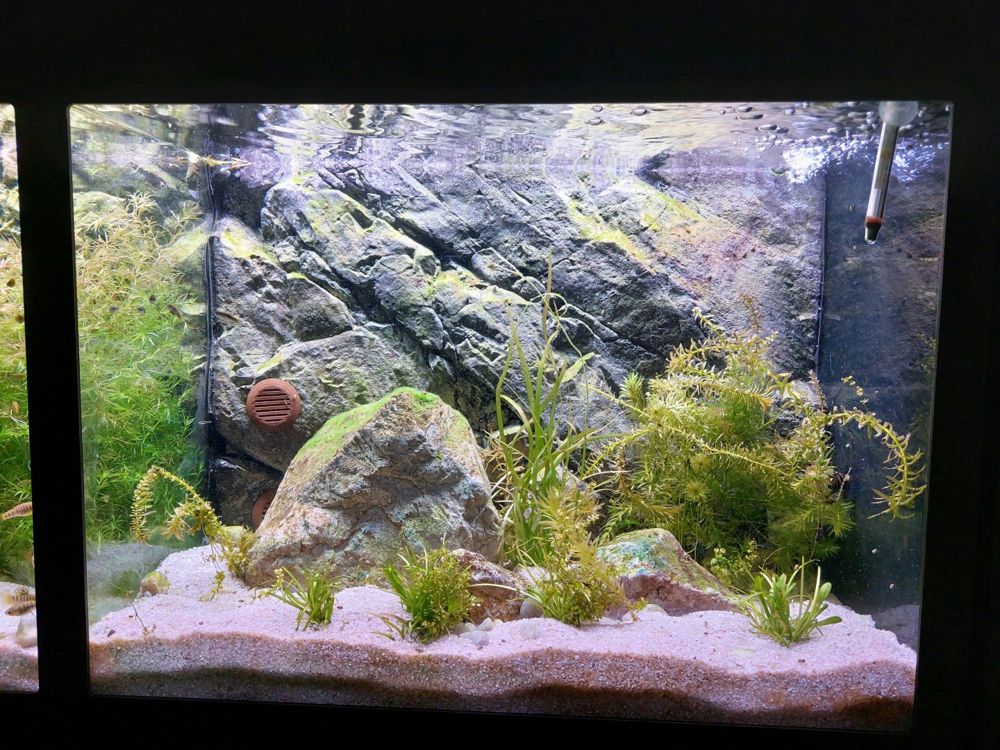 Fish Ark - Mexico - Northern Plateau