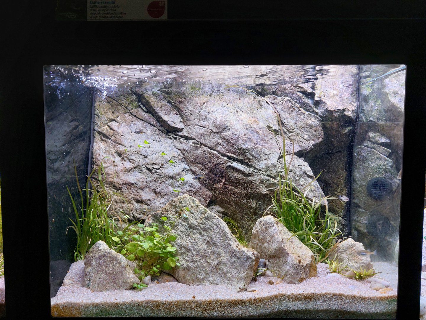 Fish Ark - Mexico - Splitfins