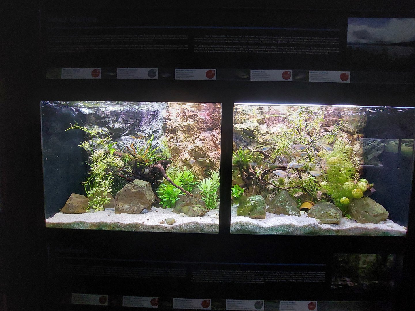 Fish Ark - New Guinea