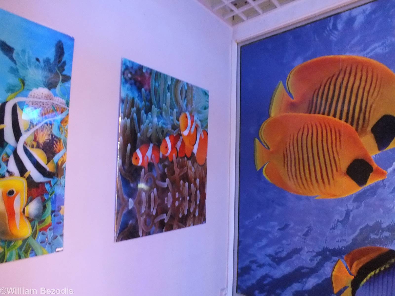 Fish Artwork Display
