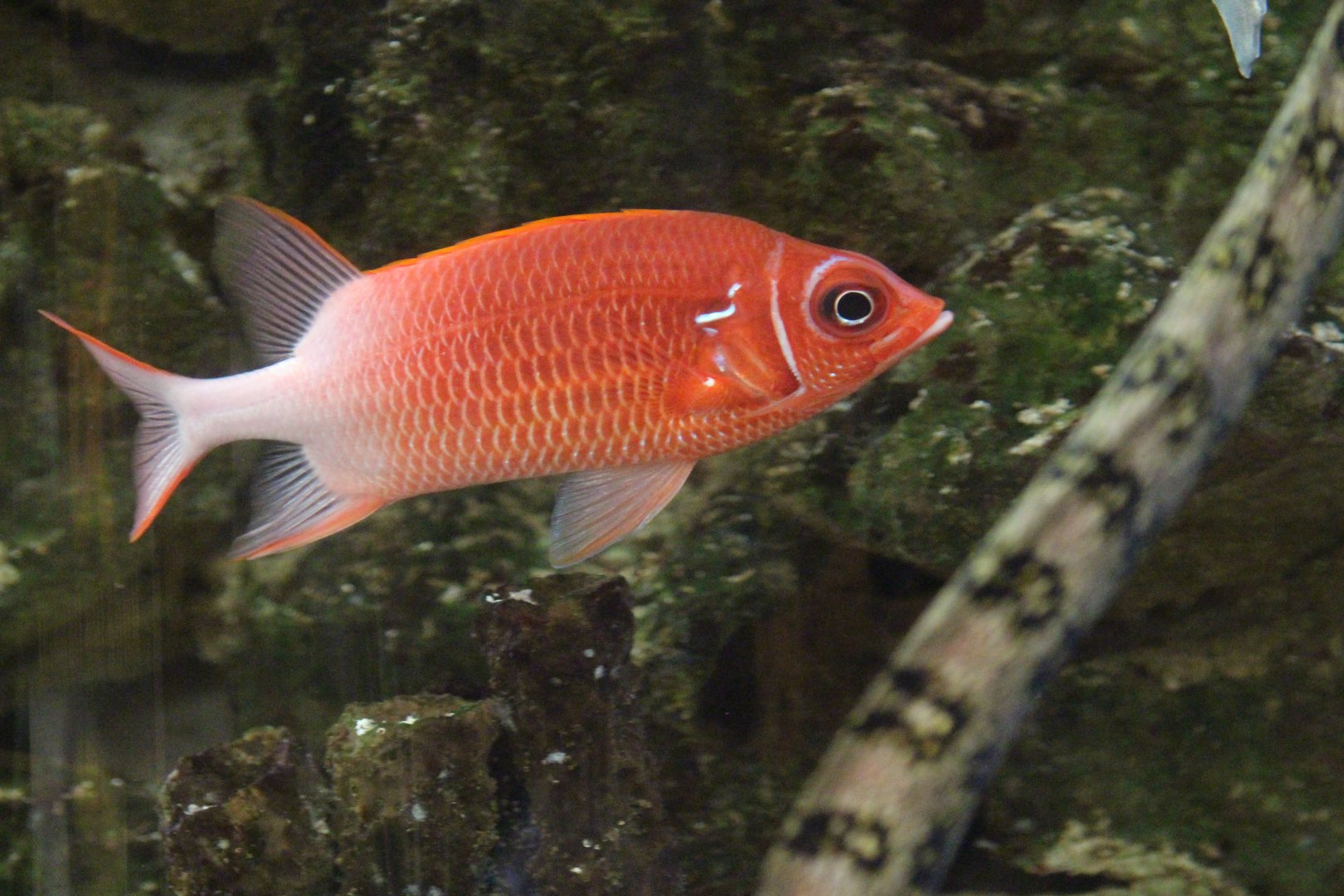 Fish at Colchester Zoo