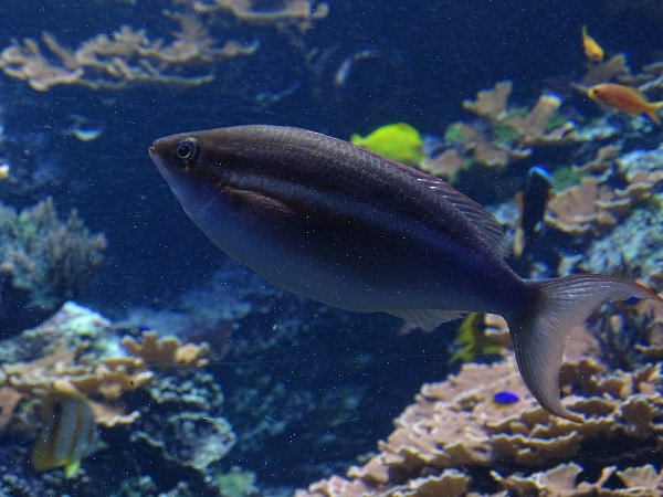 Fish at Hagenbeck's Tierpark