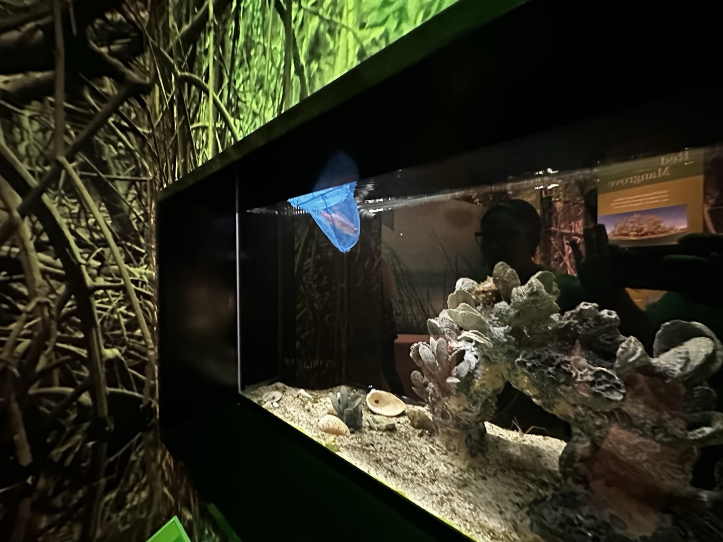 Fish Being Taken Away