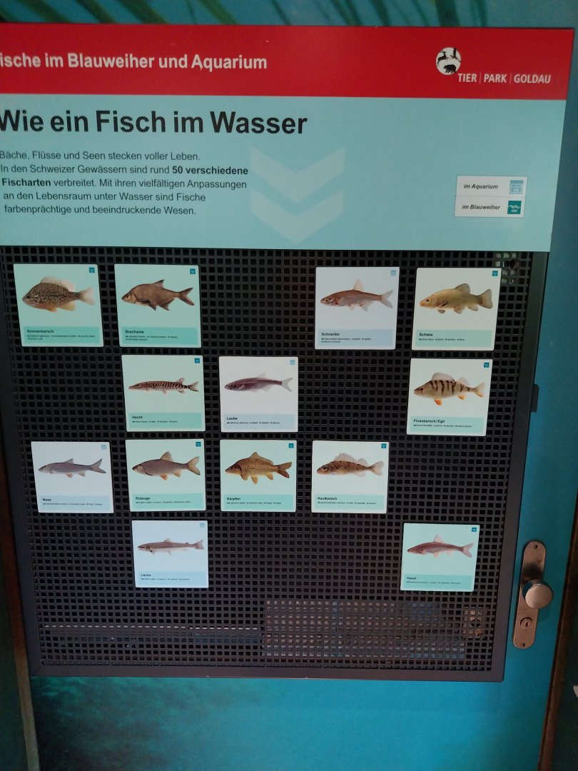 Fish & Bird tour - Aquarium - Species list
