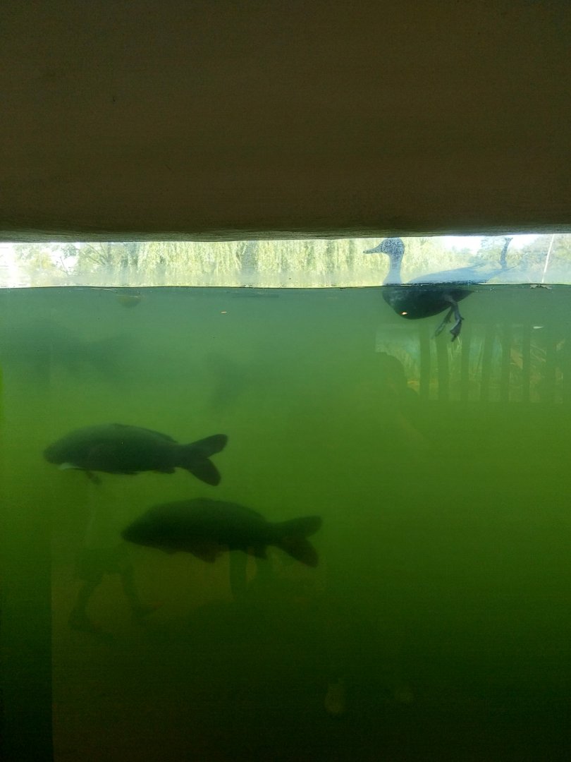 Fish & Bird tour - Aquarium