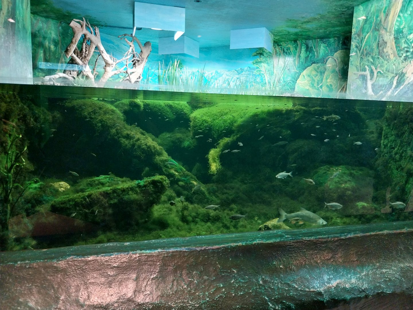 Fish & Bird tour - Aquarium