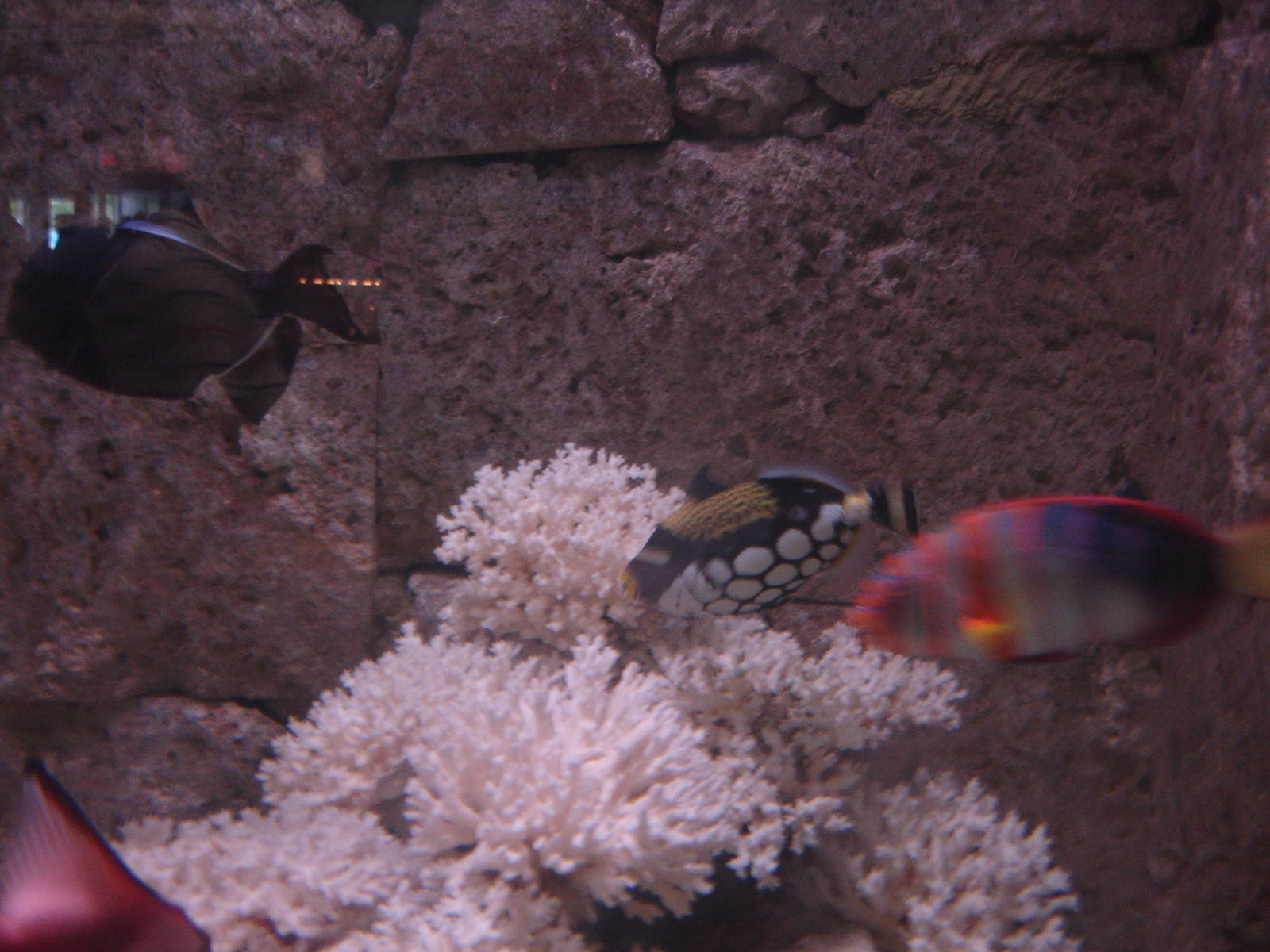 fish - Clown Triggerfish, others