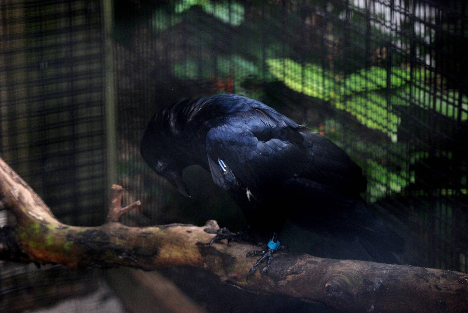 Fish Crow at Peace River Wildlife Centre, 09/10/13