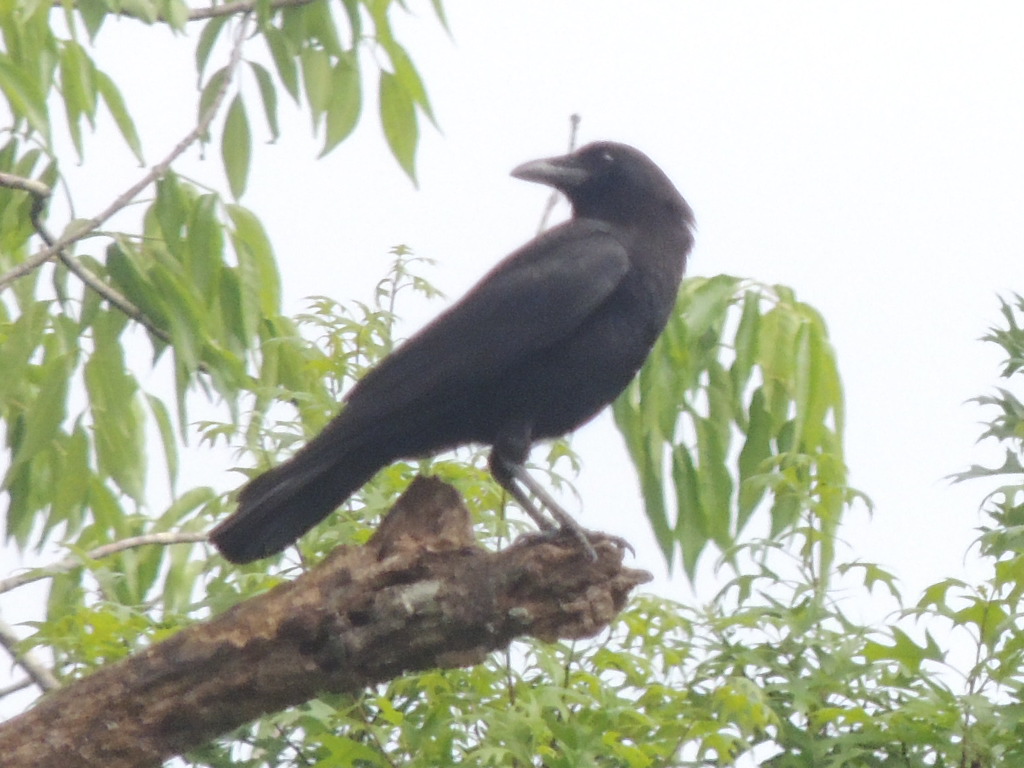 fish crow