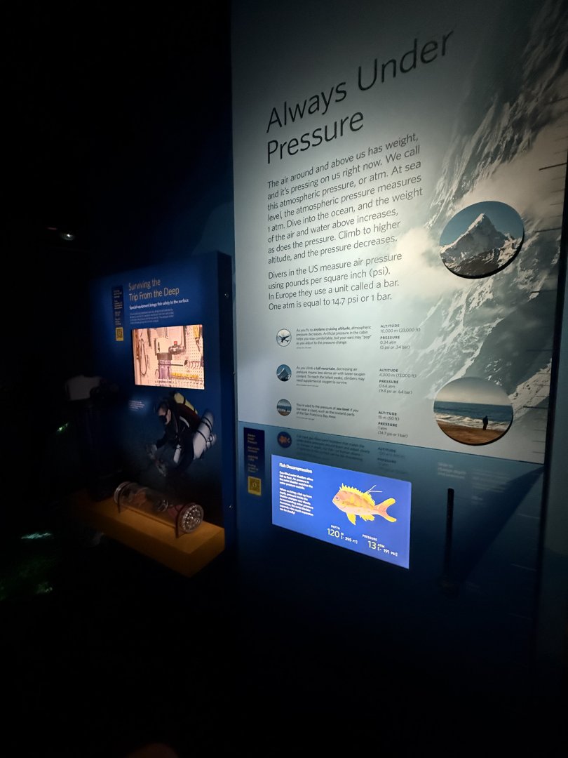 Fish decompression display