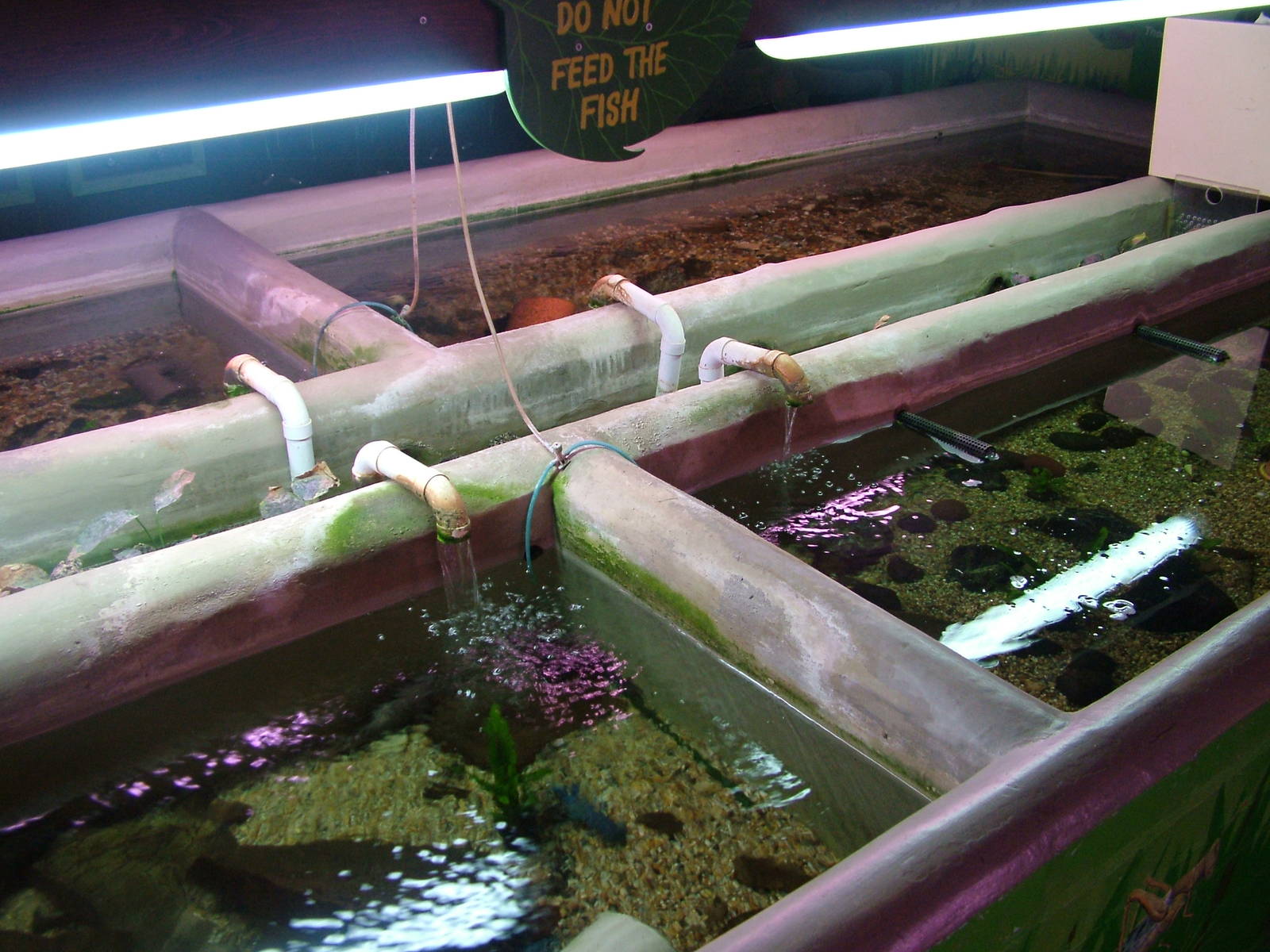 Fish displays at Shepreth 05/04/10