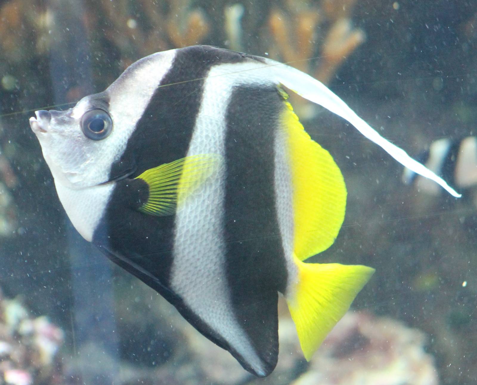 fish ( don't know the English name )