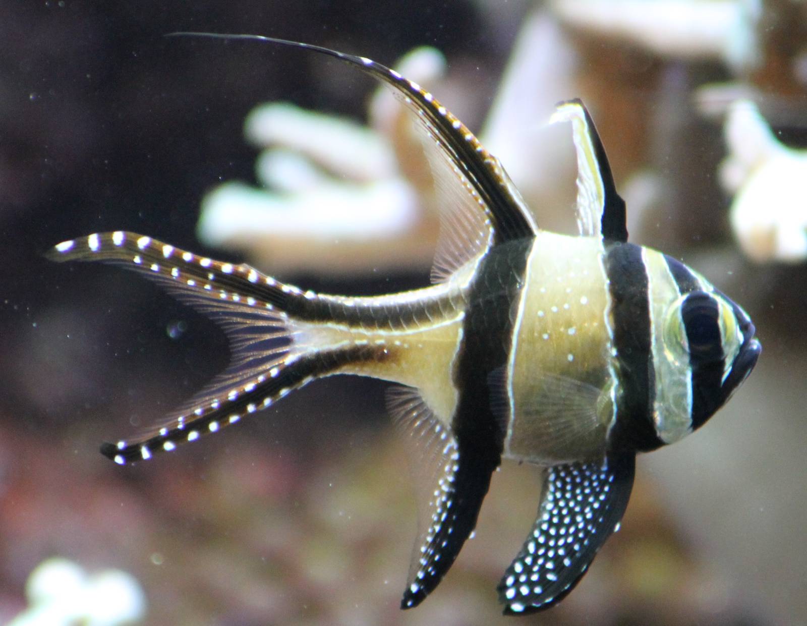 fish ( don't know the English name )