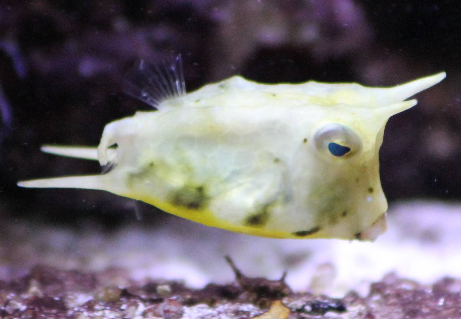 fish ( don't know the English name )